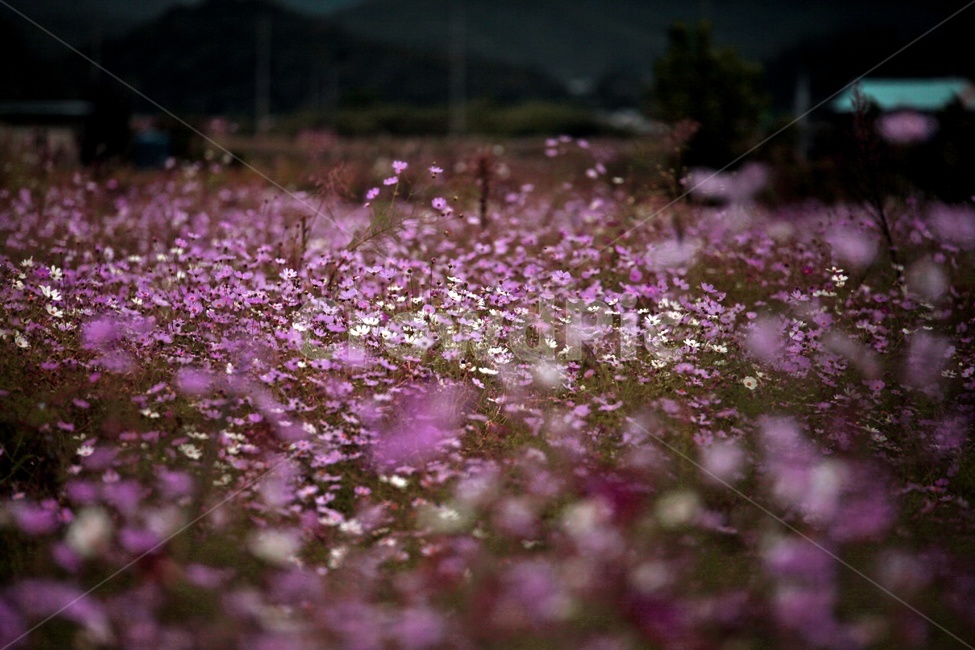 코스모스,식물,꽃,축제,풍경,보라색,가을,계절,fall,autumn,season,식물,자연,plants,nature,꽃,flower