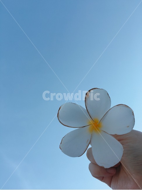 꽃,하늘,파란,하얀꽃,프루메리아,blossom,flower