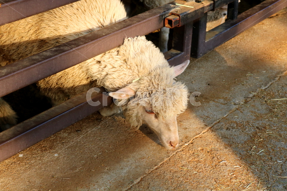양,동물,포유류,초식동물,자연,목장,안성팜랜드,동물농장,동물,animal,포유류,mammal
