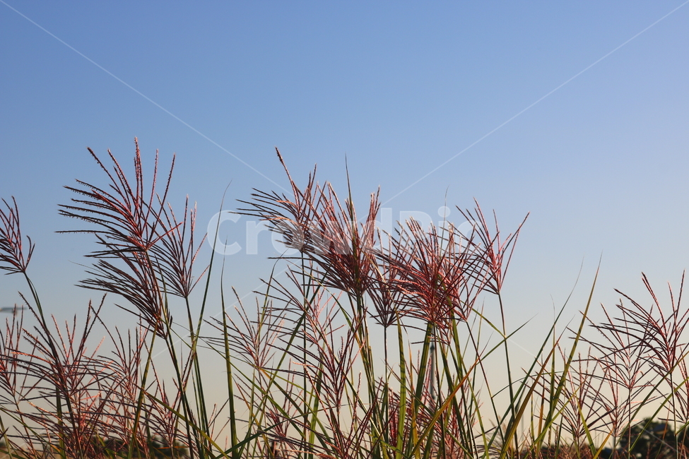 억새,억새풀,식물,자연,가을,벼과,가을,계절,fall,autumn,season,자연,풍경,nature,landscape,plant,grass,잔디,lawn,reed,갈대