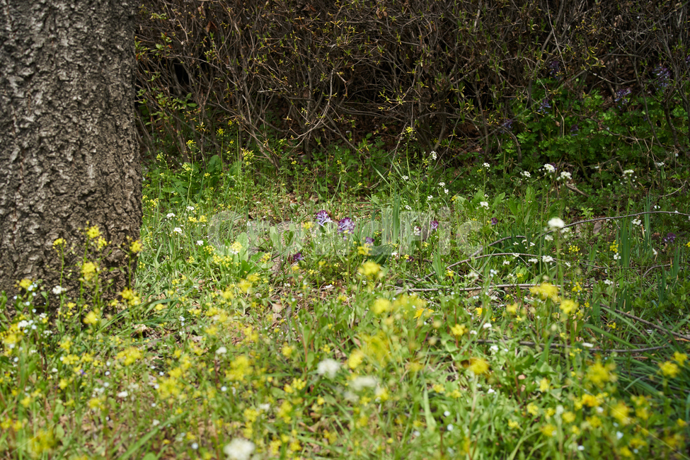 초록,풀,꽃,flower,봄,햇살,plant,yellow,식물,식물,자연,plants,nature,꽃,flower
