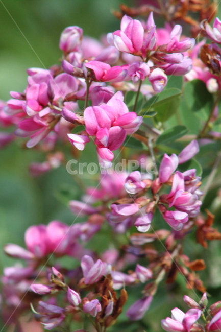 싸리나무,꽃,식물,콩과식물,bushclover,식물,자연,plants,nature,꽃,flower