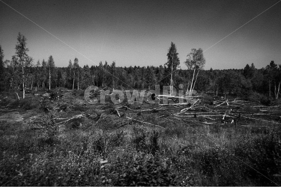 흑백,감성,나무,풍경,tree,자연,풍경,nature,landscape,흑백,모노톤,monochrome,black and white,plant,식물,fir,전나무