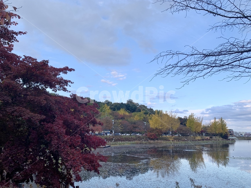 자연,water,물,tree,호수,lake,가을,단풍,은행나무,나무,nature,옥외,outdoors,maple,fall