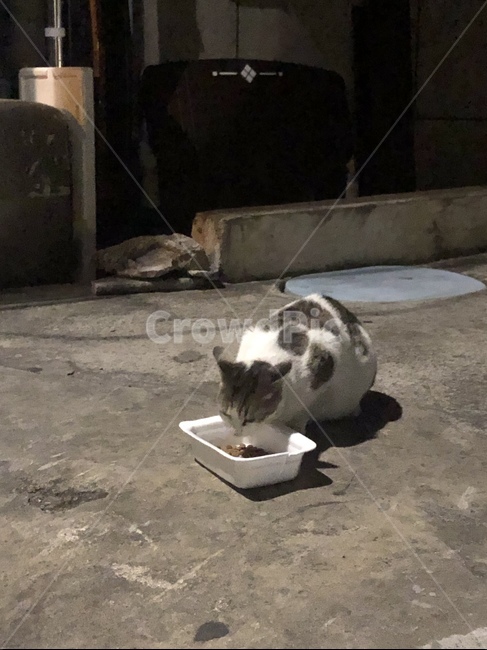 길고양이,고양이,고양이사료,집사,고양이먹이,점박이고양이,동물,애완동물,반려묘,동물,animal,포유류,mammal,고양이,cat,kitten,kitty