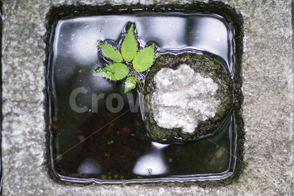 나뭇잎,물,감성사진,배경화면,감성,여름,자연,돌,leaf,green,greenleaf,water,beauty,beautiful,summer,background,summerbackground,beautybackground,season,seasonbackground,rock,휴식,힐링,rest,relaxation,healing,식물,자연,plants,nature