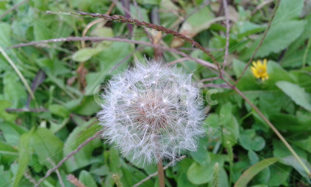 plant,식물,flower,꽃,blossom,민들레홀씨,식물,자연,plants,nature