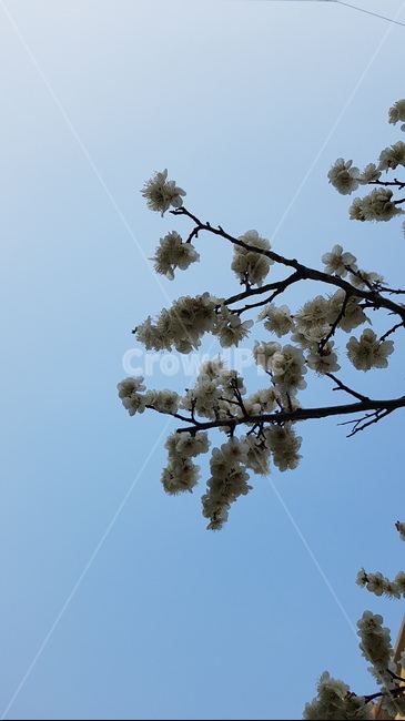 봄,하늘,벚꽃,파란,나무,자연,풍경,식물,자연,plants,nature,꽃,flower