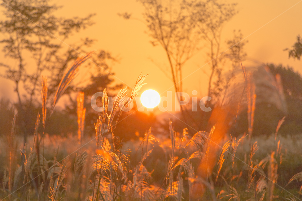 태양,노을,갈대,억새,주황빛,하늘,가을,계절,fall,autumn,season,자연,풍경,nature,landscape,grass,잔디,plant,식물,outdoors,옥외