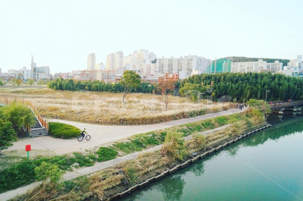 갈대,강,태화강,자전거,푸른,가을,도시,풍경,city,landscape,한국도시풍경,한국도시경관,korea cityscape,water,물,outdoors,옥외,path,통로,machine,기계,wheel,바퀴