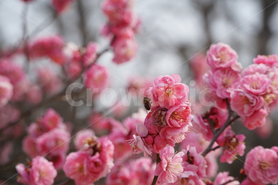 홍매화,꽃,벌,자연,정물,봄,계절,spring,season,식물,자연,plants,nature,꽃,flower,동물,animal,곤충,벌레,insect,bug,plant,blossom