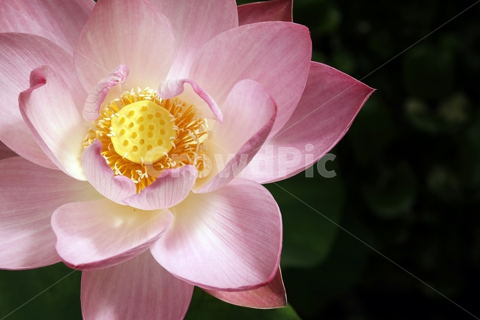 연꽃,쁘띠프랑스,연근,꽃,여름,식물,자연,plants,nature,꽃,flower