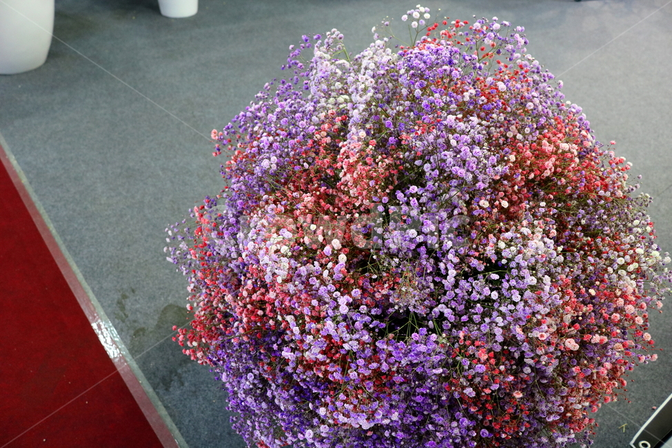안개꽃,꽃,식물,석죽과,원예,식물,자연,plants,nature,꽃,flower