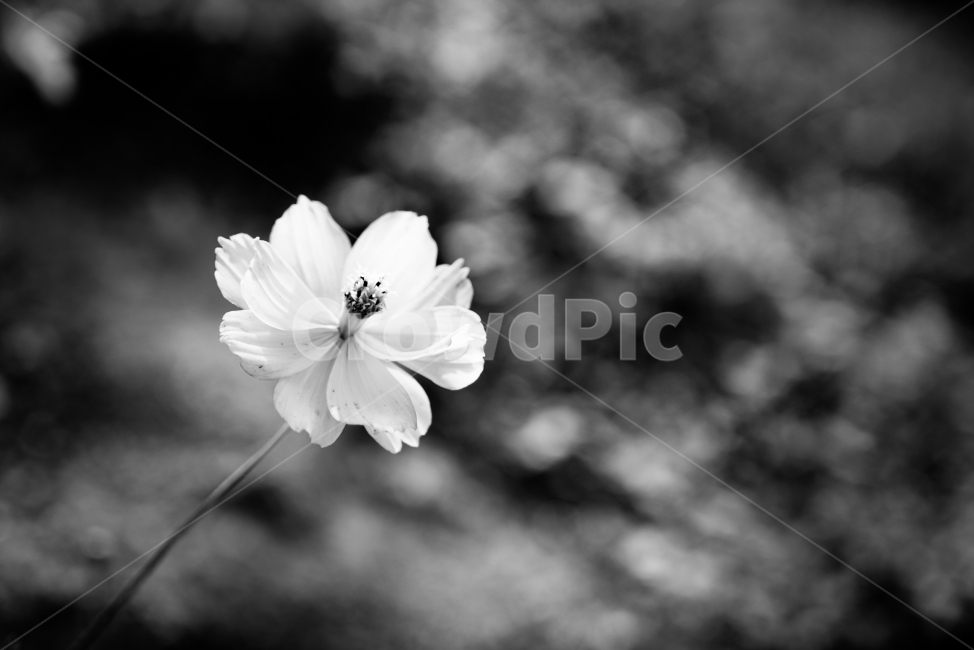 꽃,감성,흑백,자연,flower,plant,nature,blackwhite,emotion,흑백사진,가을,계절,fall,autumn,season,식물,자연,plants,nature,꽃,flower,흑백,모노톤,monochrome,black and white,petal,꽃잎,blossom