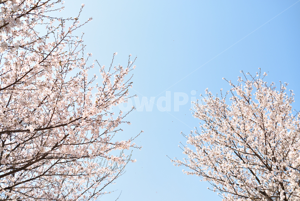 벚꽃,봄,꽃,산책,하늘,화창함,솜사탕,야외,공원,나들이,풍경,봄,계절,spring,season,자연,풍경,nature,landscape,plant,식물,blossom,cherry blossom,flower