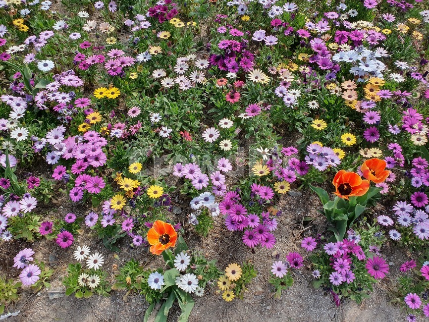 봄,코스모스,flower,감성,색깔