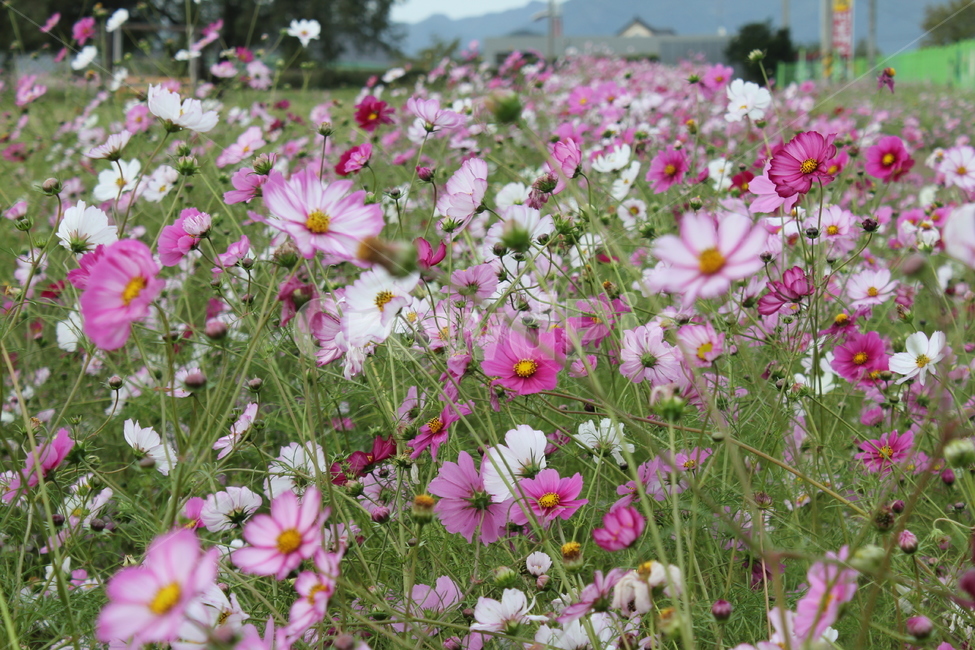 꽃,자연,풍경,아름다움,가을,경치,가을,계절,fall,autumn,season,식물,자연,plants,nature,꽃,flower,geranium,제라늄,blossom,plant