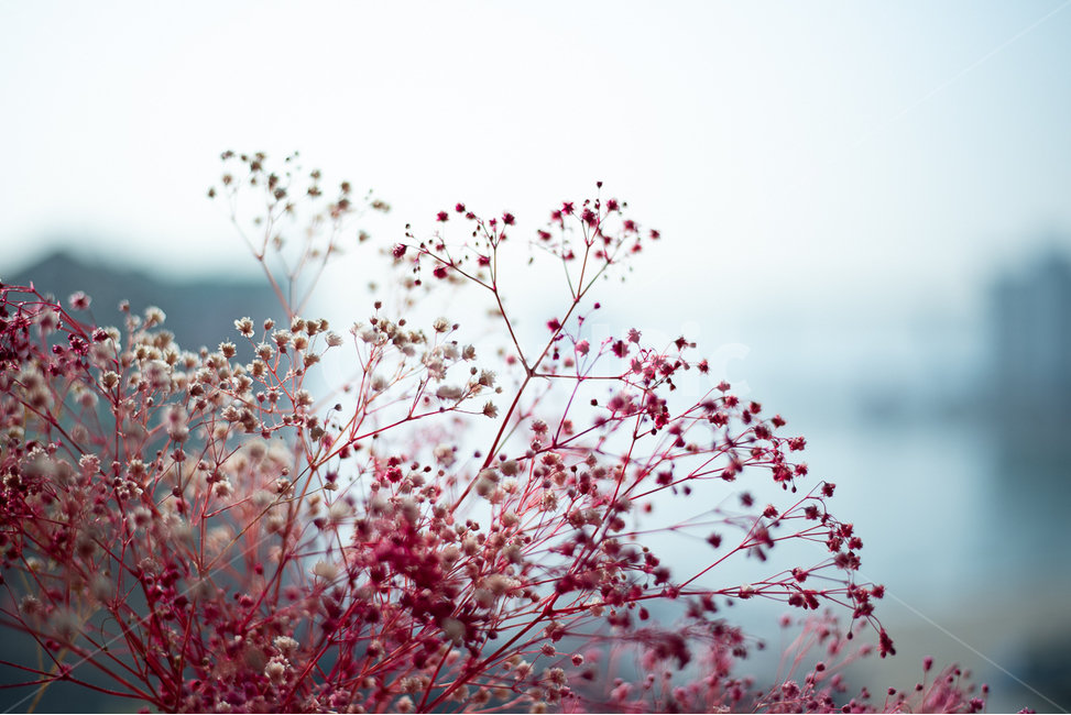 화분,꽃,분홍꽃,드라이플라워,햇살,창틀풍경,빛,햇빛,게스트하우스,카페풍경,따스함,모닝,봄햇살,창가풍경,아침햇살,식물,자연,plants,nature,꽃,flower,실내용화초,화분,화초,house plant,감성,sensible,feeling,인테리어,실내디자인,interior design