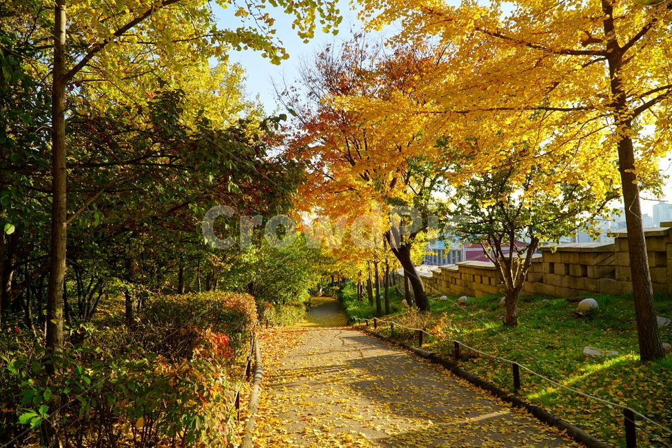 한양도성,한양도성길,순성,순성길,한양도성순성,가을,단풍,나무,성벽,자연,한국,한국적인,서울,코리아,seoul,korea,한국문화,한국전통,전통,문화,전통문화,문화재,유적,유적지,한국문화재,조선,조선왕조,풍경,landscape,autumn,fall,tree,castle,캐슬,낙엽,한국자연,nature,경치,가을,계절,fall,autumn,season,자연,풍경,nature,landscape,한국자연풍경,한국자연경관,korea nature landscape,plant,식물,leaf,잎