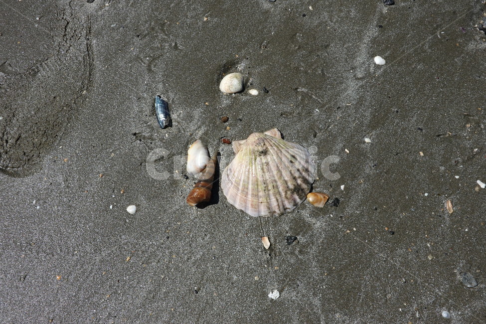 조개,모래사장,가리비,shell,sealife,해양생물