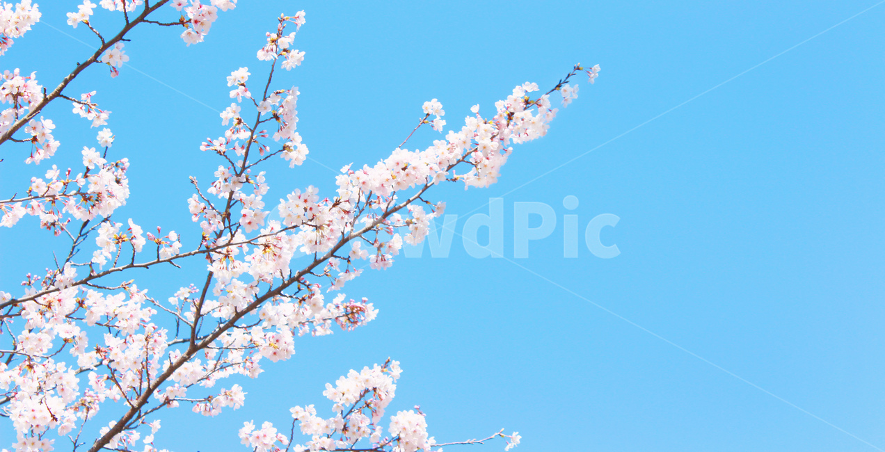 벚꽃,봄,봄하늘,벚꽃놀이,배경화면,cherry,blosome