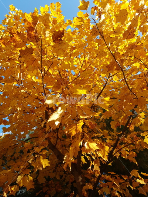 낙엽,가을,자연,풍경,나무,가을,계절,fall,autumn,season,leaf,잎,plant,식물,tree,maple,단풍