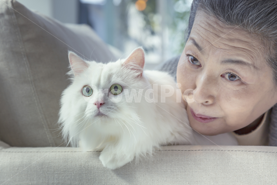 시니어,고양이,소파,반려동물,흰색,사람,동물,animal,포유류,mammal,고양이,cat,kitten,kitty,사람,인물,인간,human,person,여성,여자,woman,female,lady,노인,어르신,old man, senior citizen
