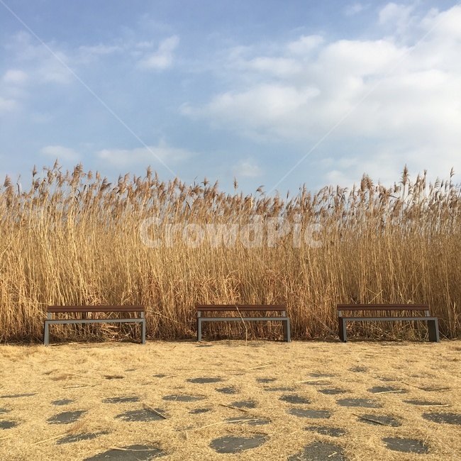 sand,옥외,plant,모래,nature,식물,자연,outdoors,갈대,가을,가을,계절,fall,autumn,season,자연,풍경,nature,landscape