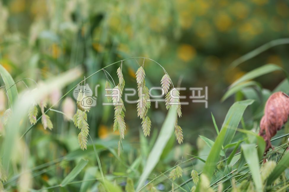 chasmanthiumlatifolium,green,nature,perennial plant,spanglegrass,leaf,outdoor,angiosperms,ear,plant,barley sedge,flat barley sedge,northamericawildoats