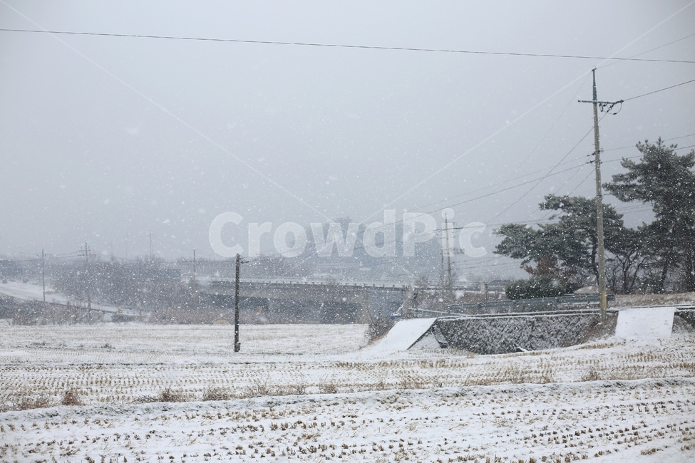 겨울,겨울눈,눈,풍경,자연,식물,나무,전봇대,겨울풍경,설경,시골,논,nature,snow,겨울,계절,winter,season,시골,마을,풍경,landscape,country,rural,town