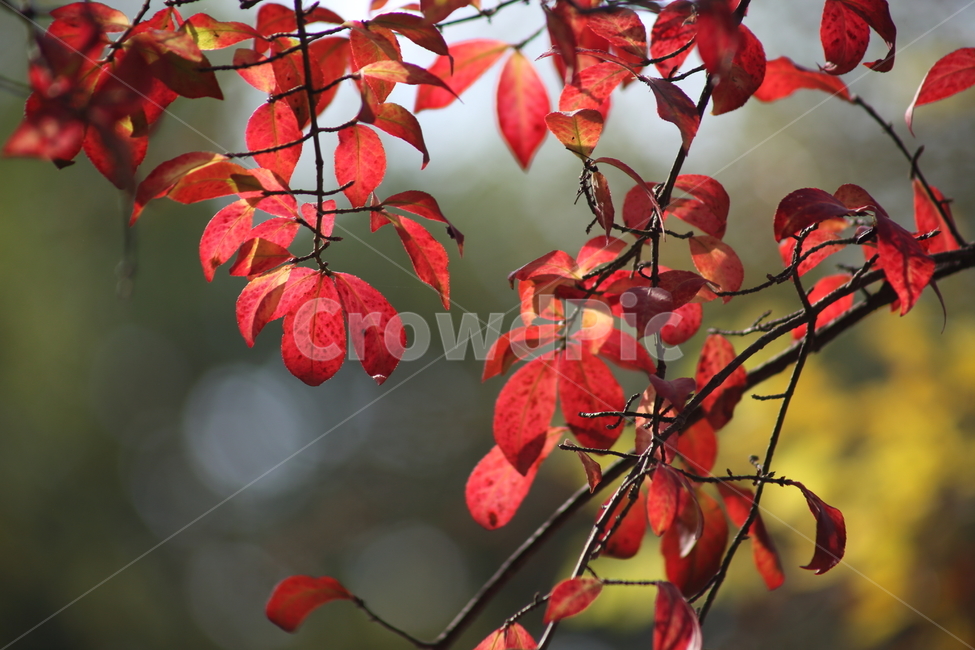 단풍,잎,식물,가을,redleaves,가을,계절,fall,autumn,season,식물,자연,plants,nature,leaf,plant,veins,정맥,tree,나무