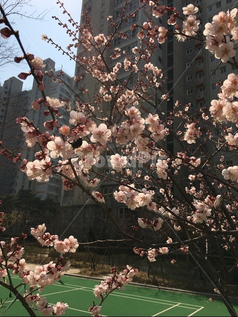 벗꽃,blossom,꽃,식물,cherryblossom