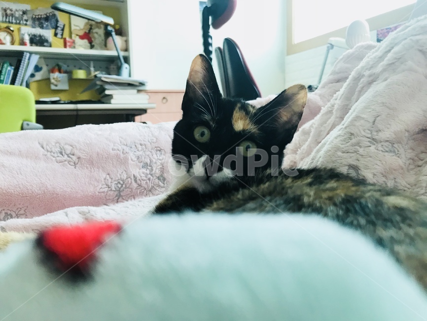 고양이,눈마주침,호기심,당황,귀여움,동물,animal,포유류,mammal,고양이,cat,kitten,kitty