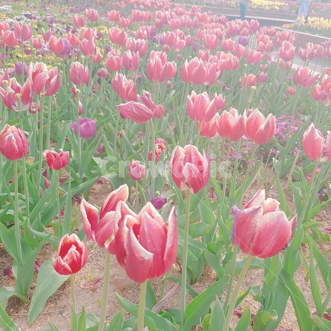 tulip,튤립,붉은튤립,빨간튤립,꽃,flower,네덜란드,식물,아름다운,beautiful,꽃잎,petal,floralleaf,식물,자연,plants,nature,꽃,flower