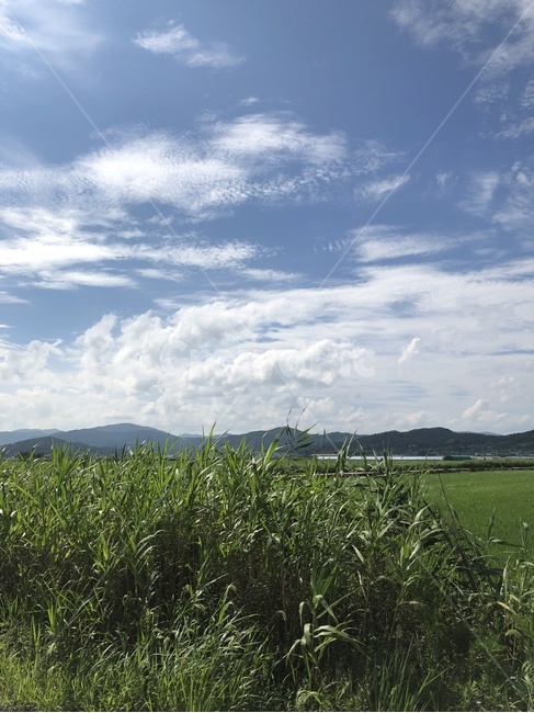 nature,자연,outdoors,옥외,field,들,grassland,목초지,countryside,한지방,구름,봄,여름,자연,풍경,nature,landscape