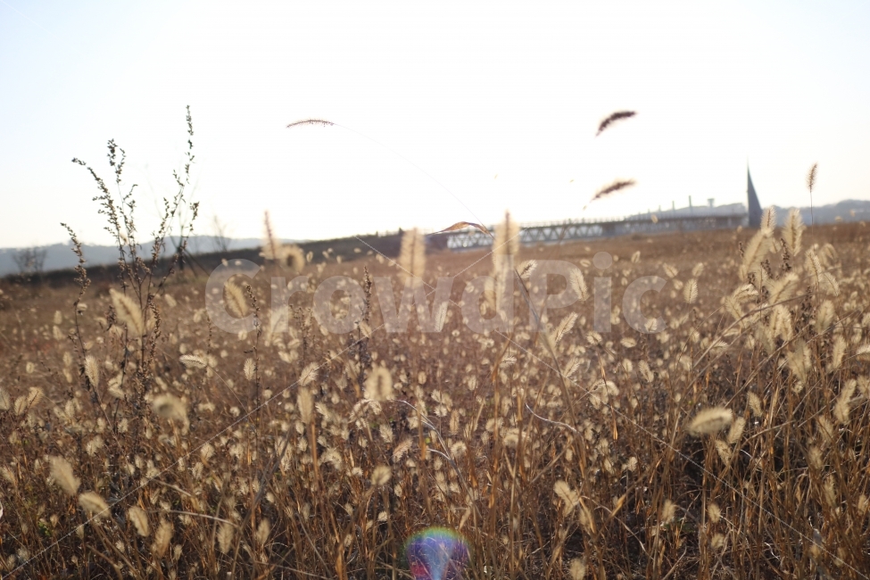 가을,강아지풀,하늘,풀밭,가을풍경,자연,풍경,nature,landscape,가을,계절,fall,autumn,season