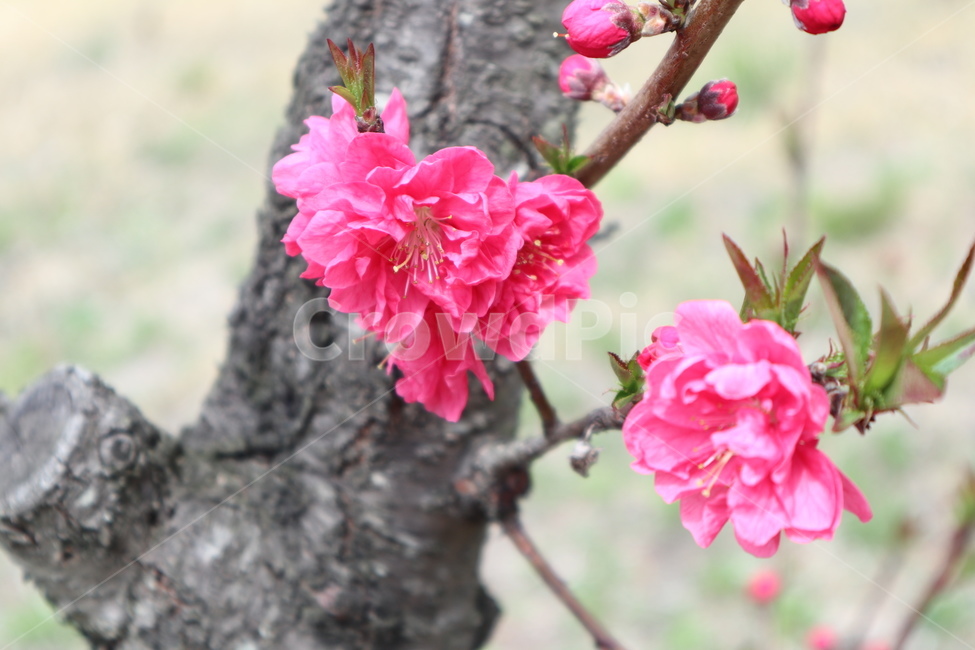 봄,꽃,나무,계절,자연,spring,flower,tree,season,힐링,healing,식물,자연,plants,nature,꽃,flower