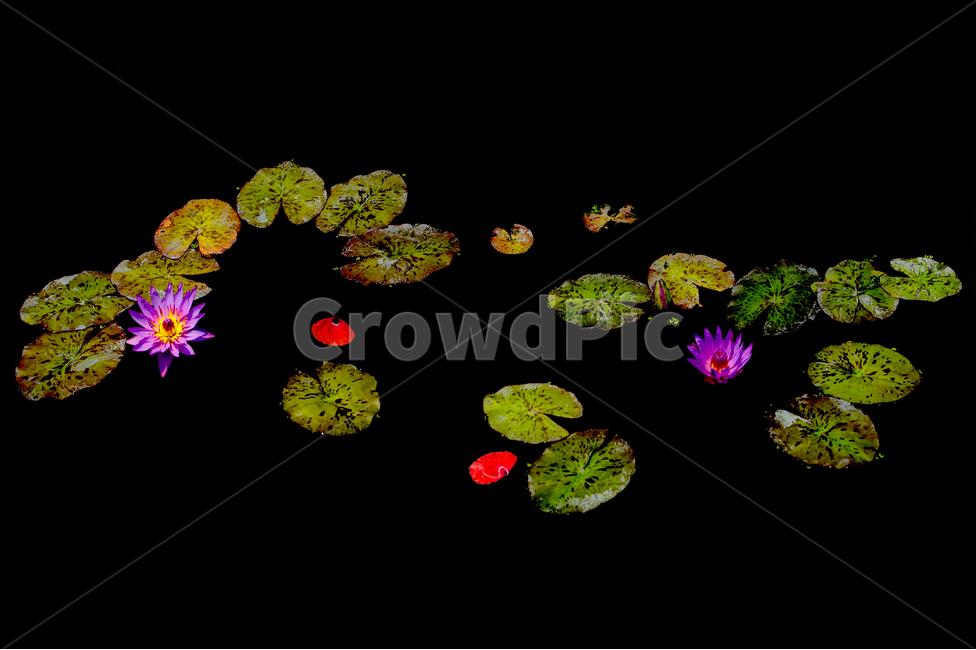 수련,연화,연지,감성,매혹,식물,자연,plants,nature,꽃,flower