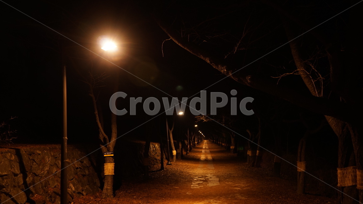 야경,산책로,밤풍경,가로등,가로수길,연세대학교원주캠퍼스,nightscape,trail,자연,풍경,nature,landscape,야경,밤,nightscape,night,공포,호러,무서운,무서움,horror,terror,fear,flare,플레어,light,빛,walkway,보도,path,통로