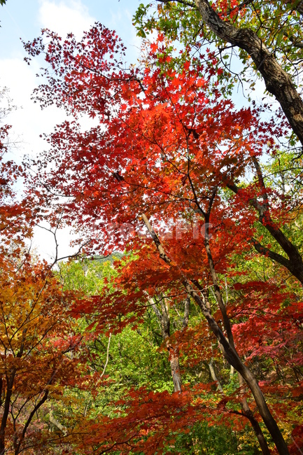 가을,단풍,자연,풍경,북한산,잎,단풍잎,붉은,나무,계절,계곡,숲,힐링,plant,fall,autumn,season,forestnature,landscape,한국자연풍경,한국자연경관,korea,tree,maple,leaf,가을,계절,fall,autumn,season,자연,풍경,nature,landscape,식물,plants,나무,trees,wood