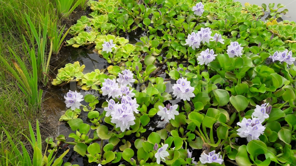 관곡지,여름,꽃,배경,조화,식물,자연,plants,nature,꽃,flower
