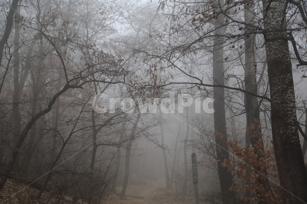 공포,으시시,미세먼지,나무,호러,안개,frost,숲,morning,아침,dark,natural,beautiful,fog,outdoor,light,branch,season,mist,scene,cold,winter,white,wood,background,tree,landscape,nature,forest,자연,풍경,nature,landscape,식물,plants,나무,trees,wood,공포,호러,무서운,무서움,horror,terror,fear,weather,날씨,outdoors,옥외