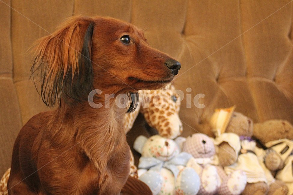 animal,동물,pet,애완동물,dog,개,동물,animal,포유류,mammal,개,강아지,dog,doggy
