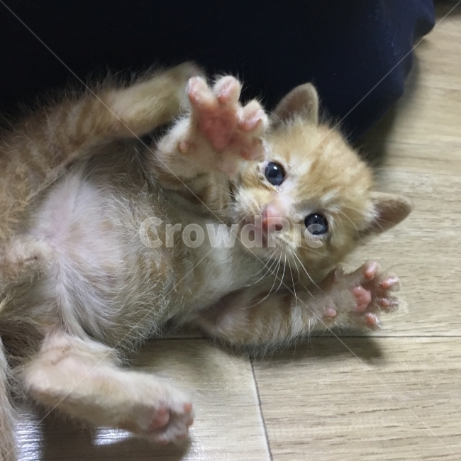 유기묘,눈병,분홍발바닥,새끼고양이,애완묘,동물,animal,포유류,mammal,고양이,cat,kitten,kitty