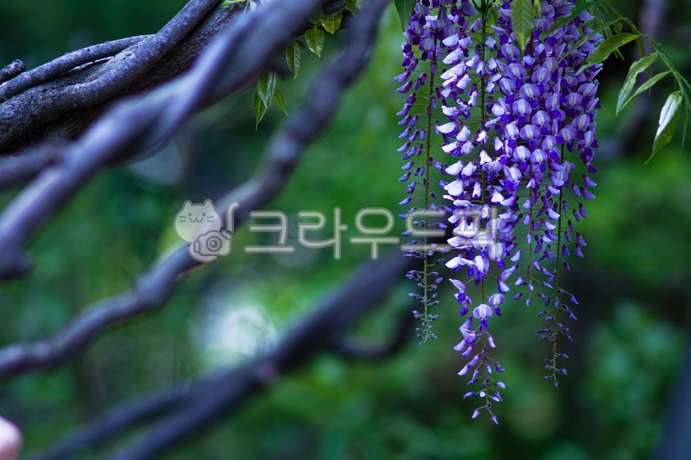 등나무꽃,식물,봄꽃,flower,꽃,꽃,flower