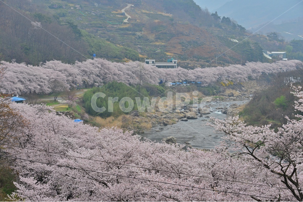blossom,flower,꽃,cherryblossom,벚꽃,plant,식물,tree,나무,treetrunk,나무줄기,경남,하동,섬진강변,벚꽃길,화개십리벚꽃길,십리벚꽃길