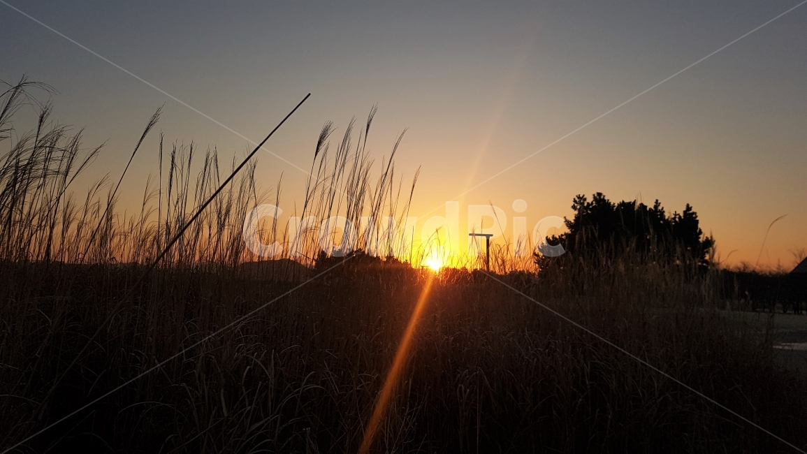 일출,해돋이,공원,하늘,풍경,태양,자연,갈대,풀,나무,그림자,sunrise,shade,sky,자연,풍경,nature,landscape,plant,식물,grass,잔디,light,빛,flare,플레어,sunlight,햇빛