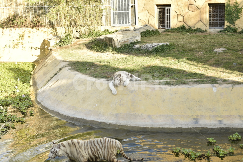 wildlife,야생동물,animal,동물,호랑이,tiger,포유류,mammal,동물,animal,포유류,mammal