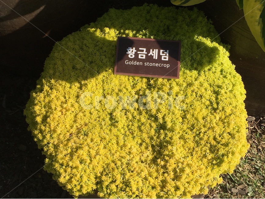 노란꽃,이끼곷,야생화,황금세덤,꽃,식물,자연,plants,nature