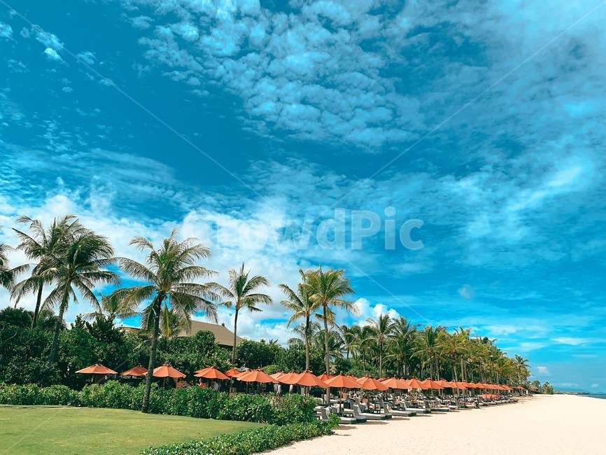 summer,여름,tropical,야자수,모래사장,해변,바다,여름,계절,summer,season,해변,바다,beach,sea